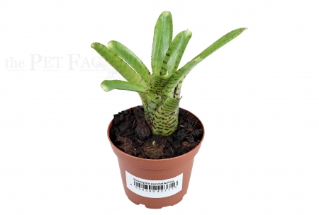 Neoregelia punctatissima