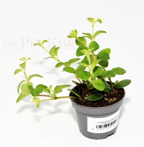 Peperomia rotundifolia