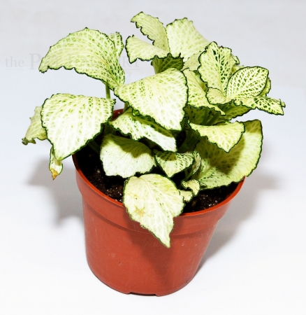 Fittonia albivenis WHITE ANNE