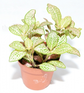 Fittonia verschaffeltii PINK
