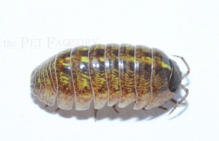 Armadillidium vulgare ORANGE SPAIN
