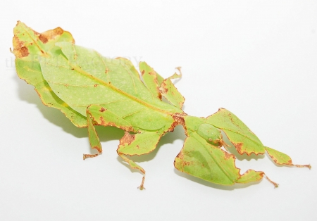 Phyllium giganteum