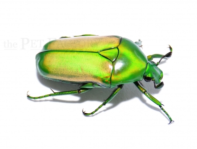 Chlorocala africana subsuturalis Larven