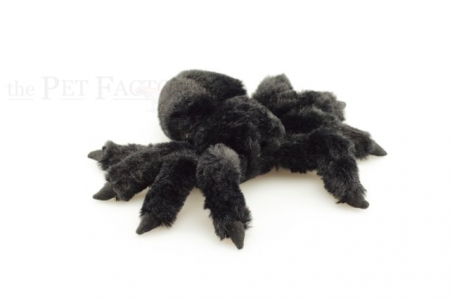 Kuschel Grammostola pulchra