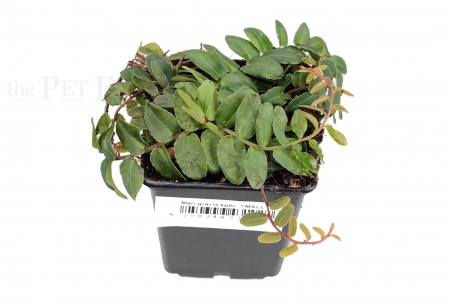 Marcgravia spec. SMALL