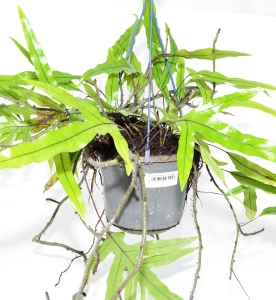 Microsorum diversifolium Mutterpflanze