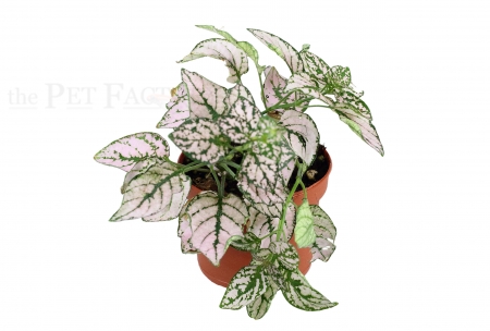 Hypoestes phyllostachya PINK