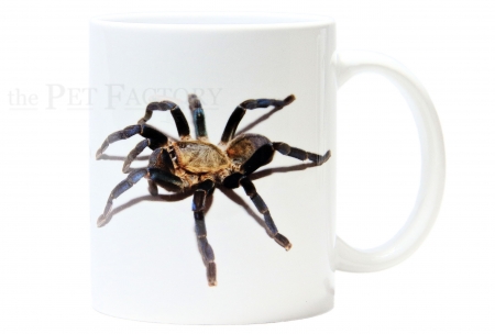 Kaffeebecher Haplopelma lividum