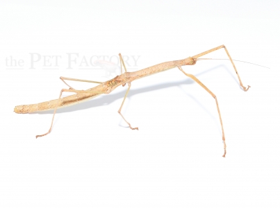 Phaenopharos khaoyaiensis m