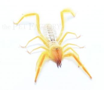 Paragaleodes spec. DESERT DUCKLING