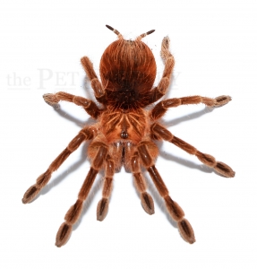 Pamphobeteus spec. MACHALA L