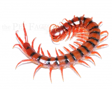 Scolopendra dehaani CHERRY RED MALAYSIA