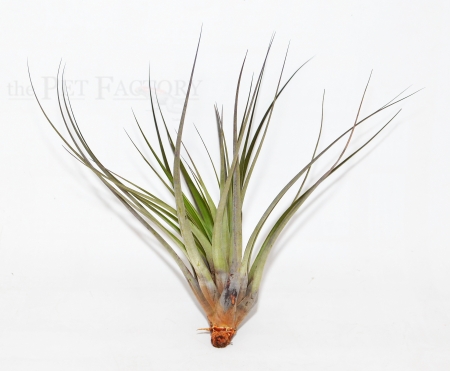 Tillandsia fasciculata