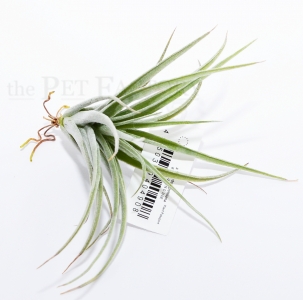 Tillandsia pohliana