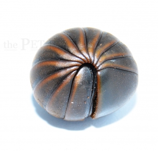 Glomeridae spec. JAVA