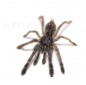 Phormingochilus rufus sm