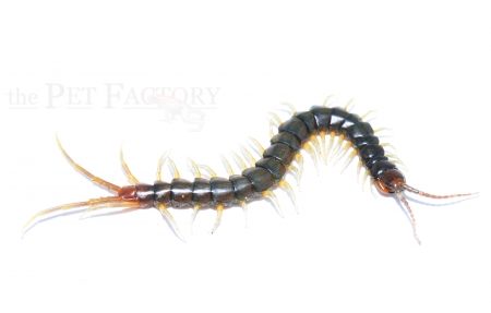 Scolopendra spec. CAMEROON GREEN