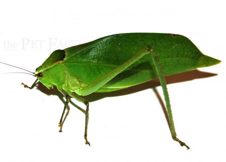 Stilpnochlora couloniana