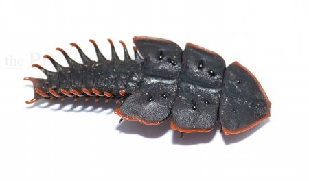 Platerodrilus foliaceus