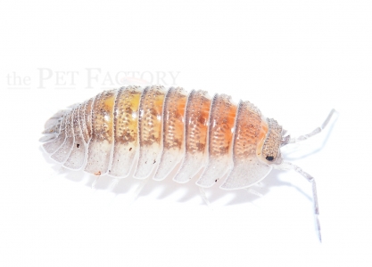 Armadillidium peraccae