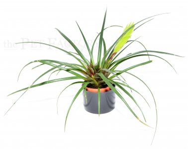 Tillandsia cyanea