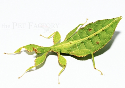 Phyllium letiranti PELENG