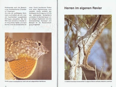 Karibische Anolis