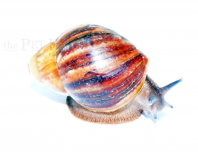 Archachatina puylaerti BENIN m