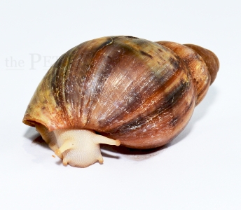 Archachatina rhodostoma ALBINO BODY m