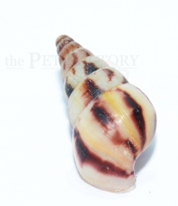 Limicolaria agathina