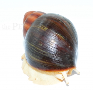 Archachatina ventricosa ALBINO BODY/LEUCISTIC
