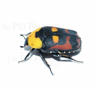 Pachnoda iskuulka Larve