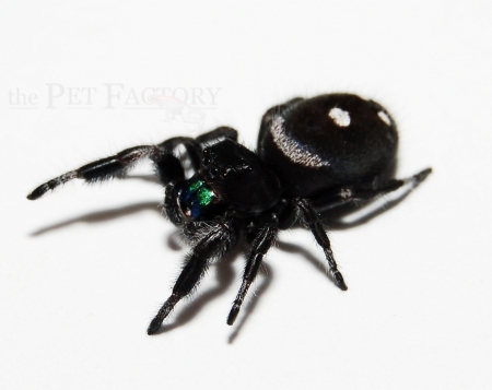 Phidippus regius ml
