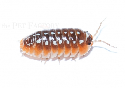 Armadillidium klugii SLANO