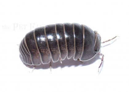 Rollassel ANDALUSIEN