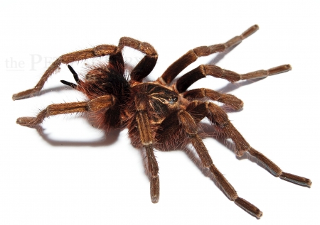 Pamphobeteus fortis m