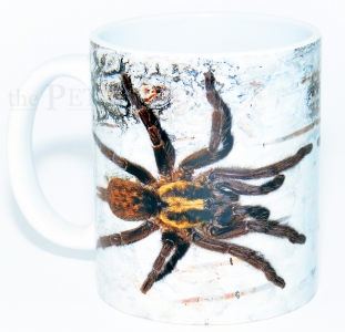 Kaffeebecher Heterothele villosella