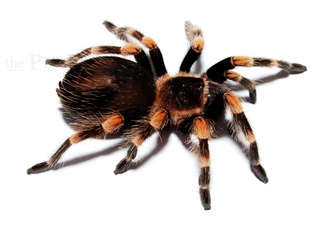 Brachypelma smithi ml