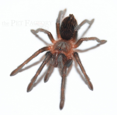 Brachypelma kahlenbergi ml