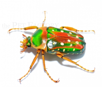 Stephanorrhina guttata guttata IMAGO