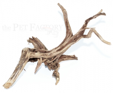 Schwarze Moorwurzel m