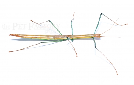 Mamessiodea spec. CAT TIEN