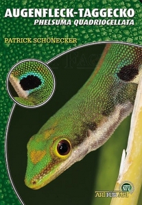 Der Augenfleck-Taggecko (Phelsuma quadriocellata)