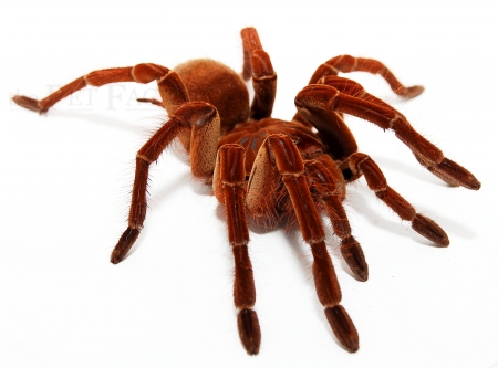 Theraphosa cf. blondi XL