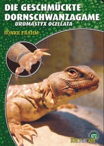 Die Geschmückte Dornschwanzagame (Uromastyx ocellata)