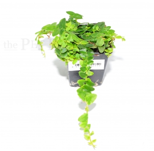 Marcgravia spec. SMALL GREEN