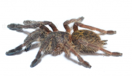 Pterinochilus murinus TCF sm
