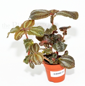 Pilea involucrata NORFOLK