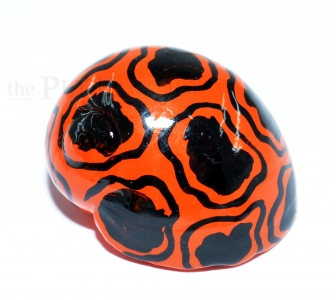 Schneckenhaus - Giraffe