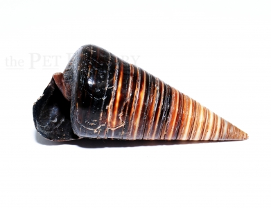 Dekoschneckenhaus - Telescopium